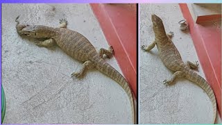 Indian Monitor Lizard Attack  Live Giant Lizard swallow a big Frog  Venomous Lizard [upl. by Henrique508]