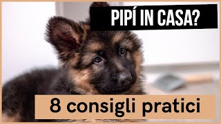 8 consigli per insegnare al cucciolo a non sporcare in casa [upl. by Leelahk]