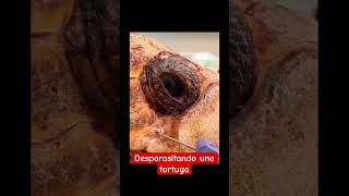 Desparasitando una tortuga [upl. by Oemac]