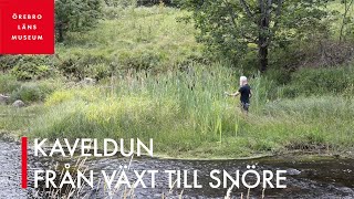 Kaveldun – från växt till snöre [upl. by Assiroc273]