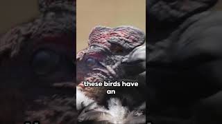 Andean Condor 3 Mind Blowing Facts facts animals fact condor andes Andean [upl. by Nairot289]