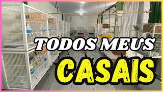 VEJA TODOS OS MEUS 20 CASAIS DE CALOPSITAS [upl. by Idou]