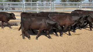 Carbene Grazing Ultra Black Young Steers 279kg 81124 [upl. by Amahcen]