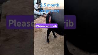 Pregnancy diagnosis 25 months गर्व परीक्षण कसे करेVetCareOfficial animalshorts cow shorts [upl. by Fletcher]