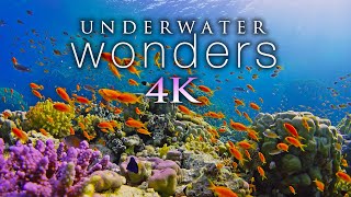 11 HOURS of 4K Underwater Wonders  Relaxing Music  Coral Reefs amp Colorful Sea Life in UHD [upl. by Kwok621]