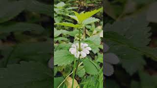 White deadnettle near the River Roding Debden Essex [upl. by Aniale114]