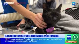 Urgence vétérinaire 67  Passage sur BFM Alsace [upl. by Kurr55]