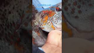 cabrillas me sorprendieron me picaron de imprevisto playa pesca mar carnada krill cabrilla [upl. by Loftus]