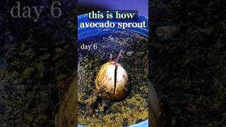 TIME LAPSE avocado seed  New videos on seedlapse [upl. by Marielle]