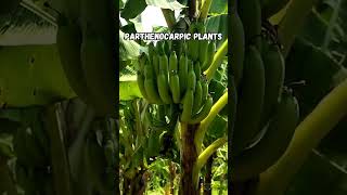 Plant Reproduction Dioecious vs Parthenocarpic plantscience sustainablefarming seedlesscrops [upl. by Longan729]