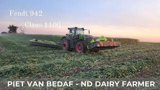 Mowing Sorghum Sudangrass with Fendt 942 amp Claas 1100 50 [upl. by Adilen]