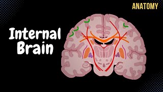 Internal Cerebrum Association Commissural Projection Fibers Basal Ganglion [upl. by Haliled]