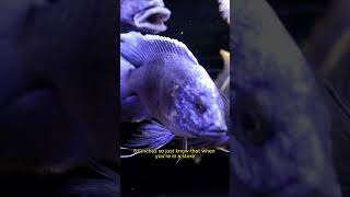 African Cichlid Size  Peacocks Get BIG [upl. by Edgardo]