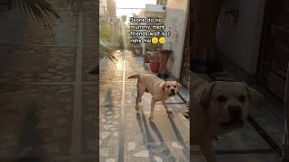 Labradors Are the funniest Dogs trendingvedio viralfunnydoglabrador cutedog familydog [upl. by Attaynek]