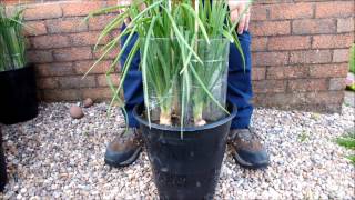 HGV How to grow Green Onions  Shallots at home in Buckets or Pots start to finish [upl. by Estel70]