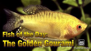 Fish of the Day  The Golden Gourami [upl. by Myrle110]