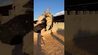 Strong ostrich attack 🥶😱هجوم النعامة القوي [upl. by Anallese]