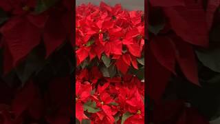 Poinsettias [upl. by Gittle]