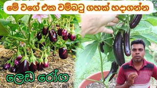 වම්බටු වගාව මුල සිට ලෙඩරෝග සමගින්  Wambatu wagwa  How to grow Eggplant in Sinhala  batu vagawa [upl. by Asirrac]