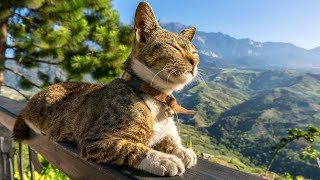 Music for Cats 😽 Good Sleep Music and Stress Relief Music for cats Music that cats like [upl. by Yoreel]