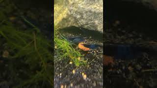 Everybody Hungry Today aquarium shrimp snail plantedtank fishtank neocaridina eating [upl. by Ammeg]