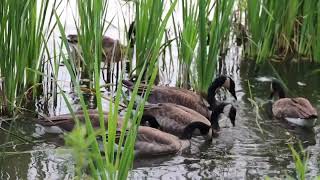 ducks quacking on a lake [upl. by Vachill]