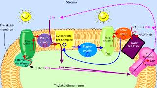 Lichtabhängige Reaktion Schritt für Schritt erklärt Lichtreaktion Fotosynthese Biologie Abitur [upl. by Cordier]