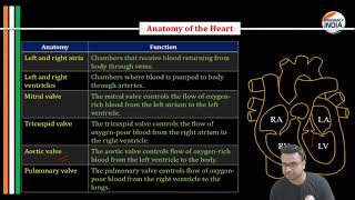 CARDIOVASCULAR SYSTEM  ANATOMY  PHYSIOLOGY  ONE SHOT VIDEO [upl. by Browning]