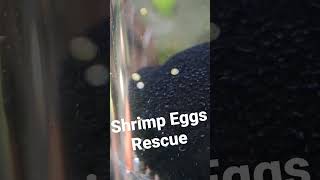 OMG 😲 Neocaridina Shrimp Eggs Almost DIED But I managed to SAVE 5 of them [upl. by Christalle883]