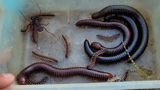 Explore and Capture Mountain Creatures Millipedes And Other Poison Animals [upl. by Khajeh]