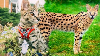 Life with our new African Serval F2 Savannah Cat the worlds most lethal cat [upl. by Ehtnax120]