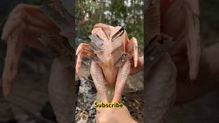 Survival skill single moms skill whole chicken on bottle outdoor camping bushcraft shortvideo [upl. by Rufena478]