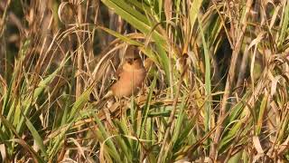 Common Chaffinch Fringuello Fringilla coelebs [upl. by Assirhc]