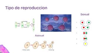 Protozoos Bioseguridad [upl. by Ayikin]