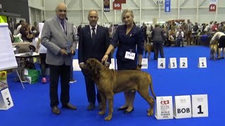 Tosa Inu World dog show 2023 Geneva Switzerland [upl. by Inele238]