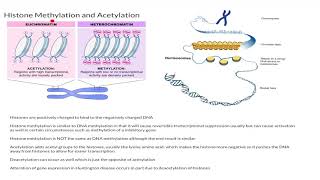 Histone Methylation and Acetylation [upl. by Geier]