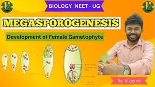 MEGASPOROGENESIS Development of Female Gametophyte Biology NEET  UG BY Vikas sir [upl. by Namso]