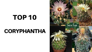 TOP 10 CORYPHANTHA [upl. by Eelirem]