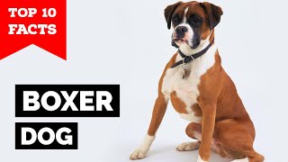 Boxer Dog  Top 10 Facts [upl. by Attenat427]