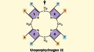 Biosynthesis of Heme porphyrin ring  Heme [upl. by Aznaed444]