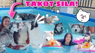 Husky Pack Members In A Pool  Husky Pack TV [upl. by Ennaeel]