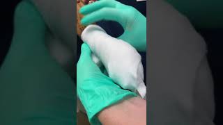 How to bandage your dogs paw after laser bandage video 1 [upl. by Lora]