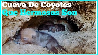 Cueva De Coyotes Con Bebes En Esta Hermosa Montaña [upl. by Jonathon]