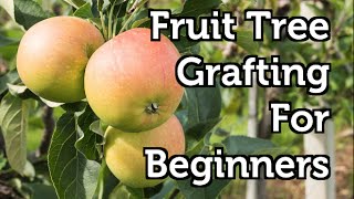 Fruit Tree Grafting for Beginners [upl. by Litnahc759]