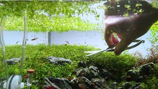 Pearlweed Aquarium Trimming by Nigel Aquascaping [upl. by Neelrahs]