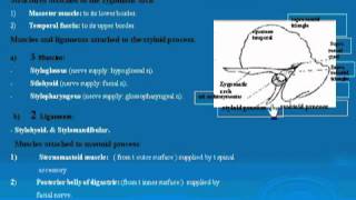 30 Zygomatic arch amp mastoid process تشريح أحمد كمال [upl. by Anelah824]