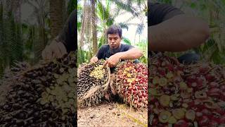 What type of palm fruit do we need to make oilviralshortfarmingpalmgardenmalaysiapalmpalmoil [upl. by Berk]