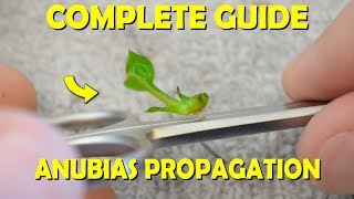 Complete Guide On How To Propagate Anubias Plants For FAST GROWTH [upl. by Josler]