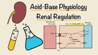 Acid Base Physiology  Part Three  Renal Regulation  Acidification of Urine  Renal Physiology [upl. by Eizus]