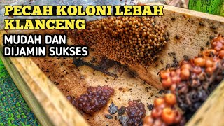 CARA PECAH KOLONI LEBAH KLANCENGTRIGONA [upl. by Eniowtna968]